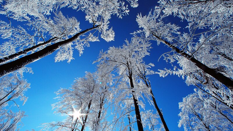frost-covered trees under blue sky
