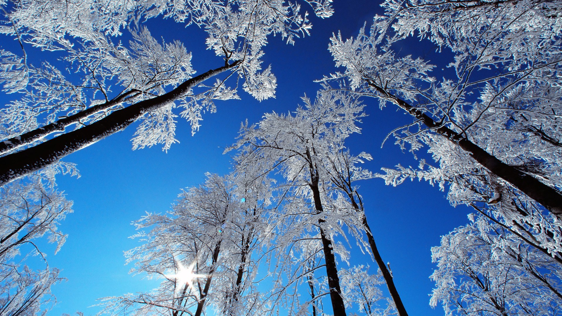 frost-covered trees under blue sky