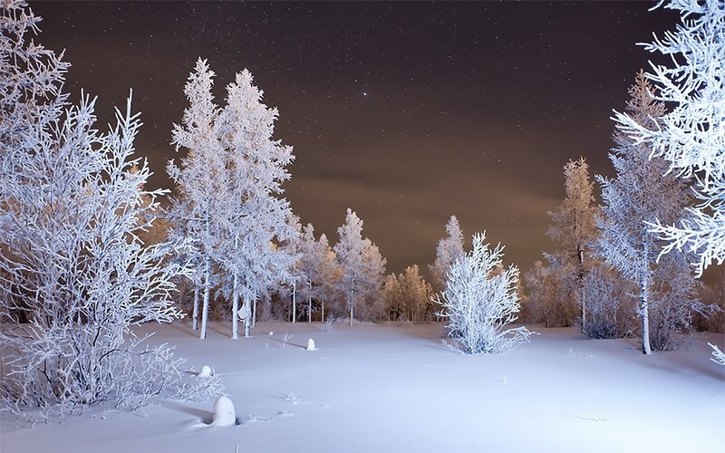 frost-covered trees under starry sky