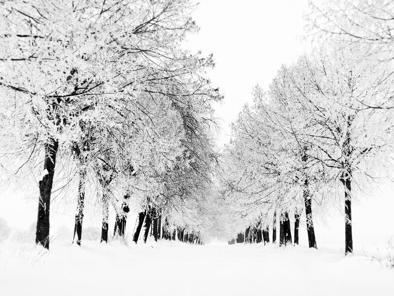 Frost-covered Trees — White, Black