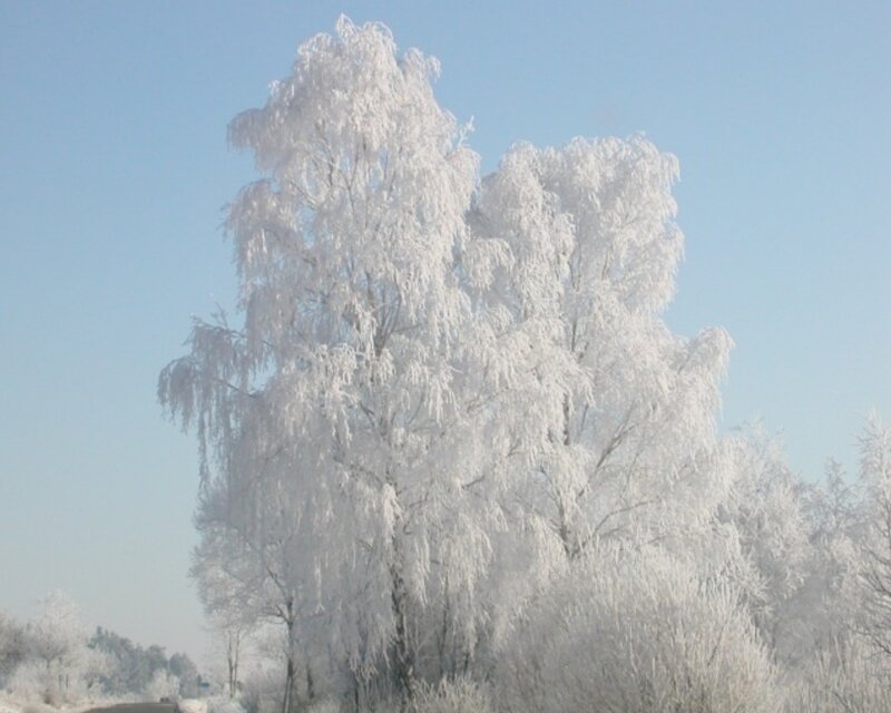 Frost-covered Trees — White, Calm