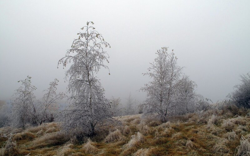 Frost-covered Trees — White, Cold, Foggy