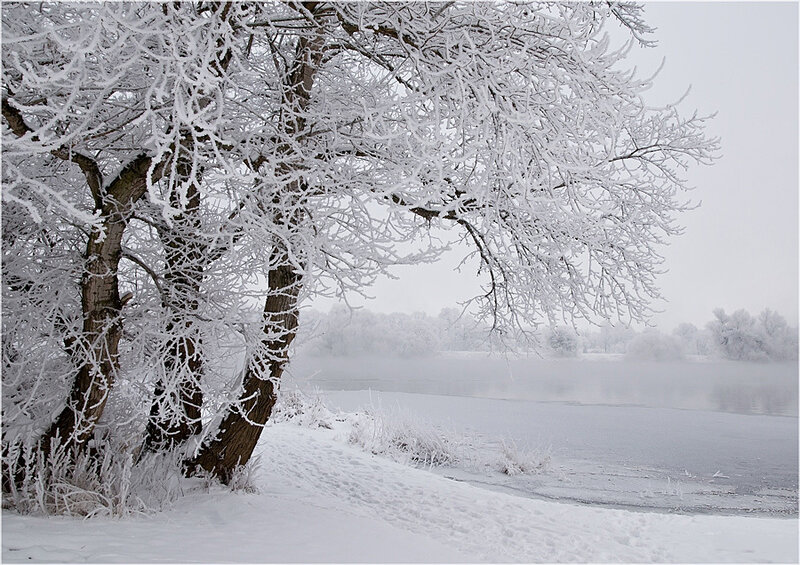 Frost-covered Trees — White, Cold