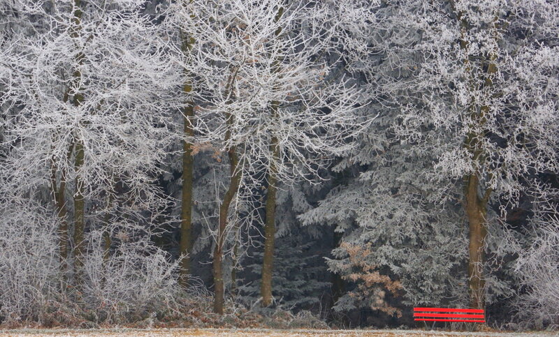 Frost-covered Trees — White, Cold, Winter, Photograph, Bench