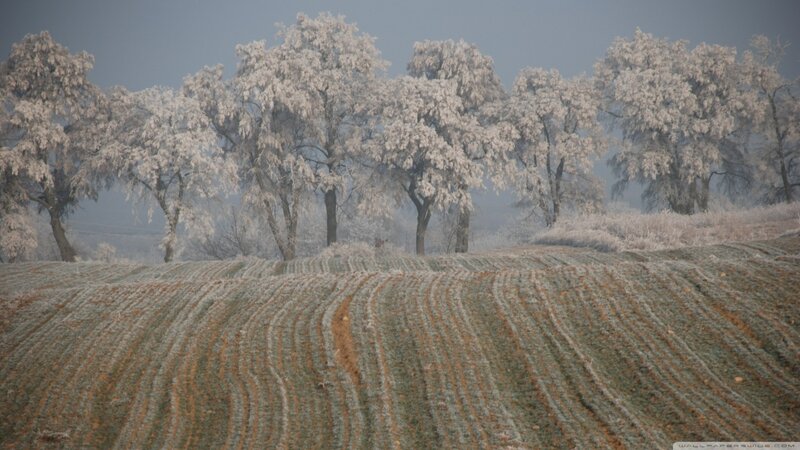 Frost-covered Trees — White, Cold, Winter, Photograph, Field, Frost
