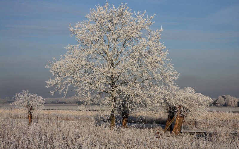 Frost-covered Trees — White, Cold, Winter, Photograph, Field, Sky