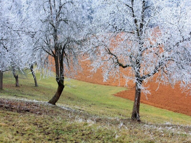 Frost-covered Trees — White, Cold, Winter, Photograph, Field