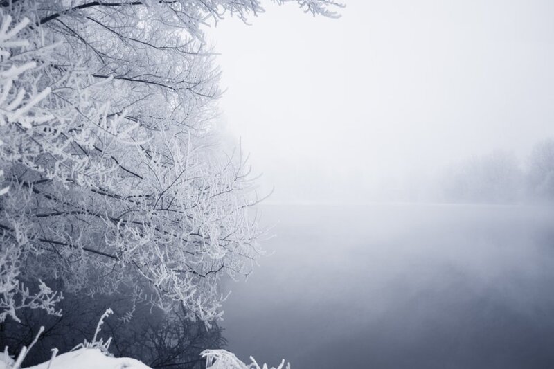 Frost-covered Trees — White, Cold, Winter, Photograph, Fog