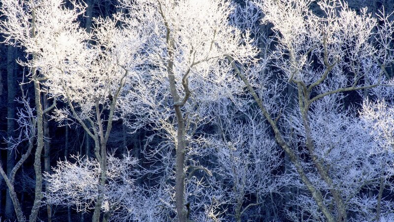 Frost-covered Trees — White, Cold, Winter, Photograph, Frost, Forest