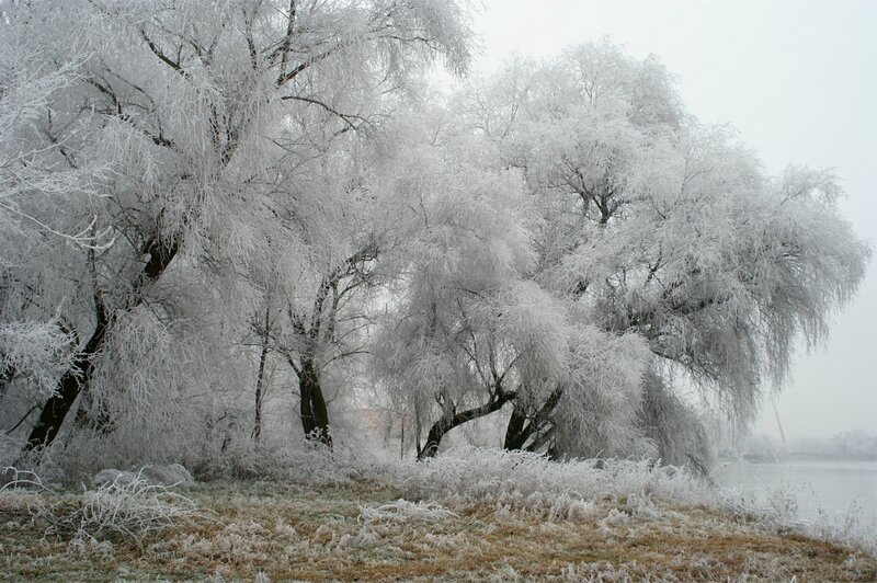 Frost-covered Trees — White, Cold, Winter, Photograph, Frost, River