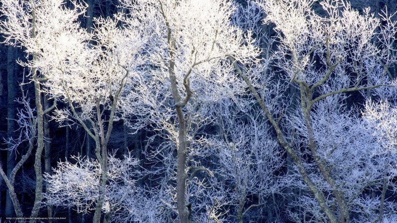Frost-covered Trees — White, Cold, Winter, Photograph, Frost