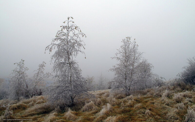 Frost-covered Trees — White, Cold, Winter, Photograph, Grass, Fog