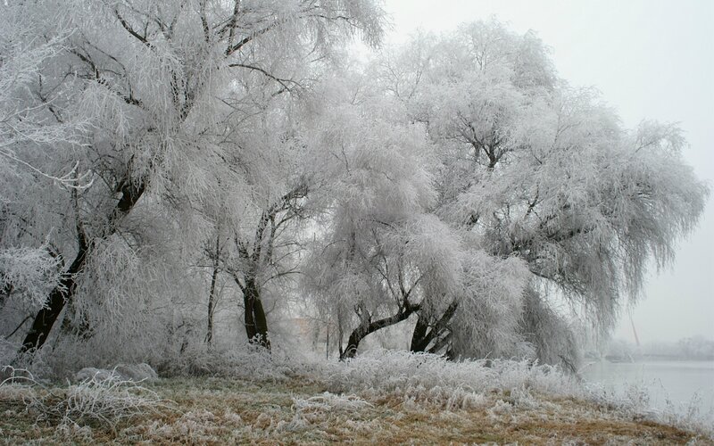 Frost-covered Trees — White, Cold, Winter, Photograph, Grass, River