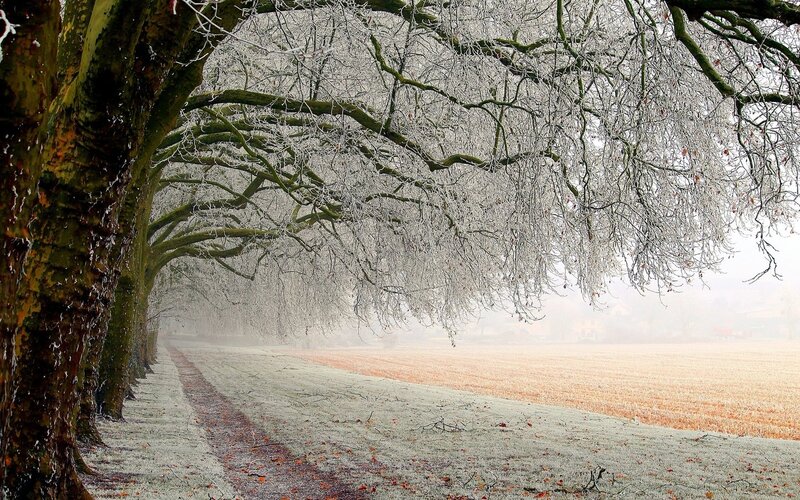 Frost-covered Trees — White, Cold, Winter, Photograph, Path, Field