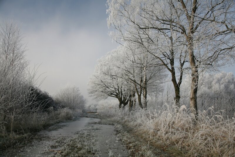 Frost-covered Trees — White, Cold, Winter, Photograph, Path, Grass