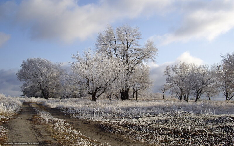 Frost-covered Trees — White, Cold, Winter, Photograph, Path, Sky