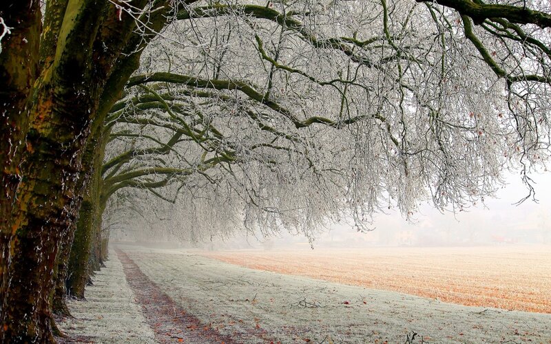 Frost-covered Trees — White, Cold, Winter, Photograph, Path