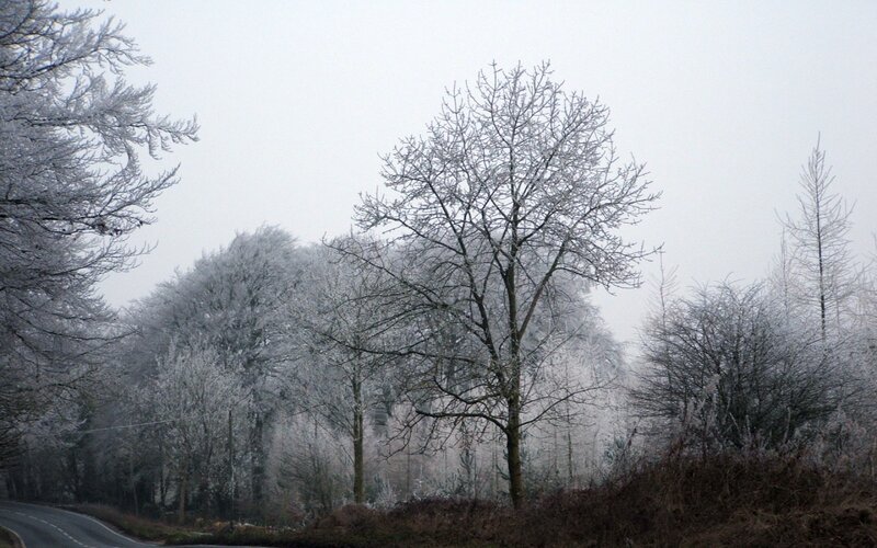 Frost-covered Trees — White, Cold, Winter, Photograph, Road, Forest