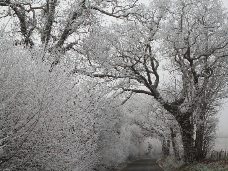 Frost-covered Trees — White, Cold, Winter, Photograph, Road