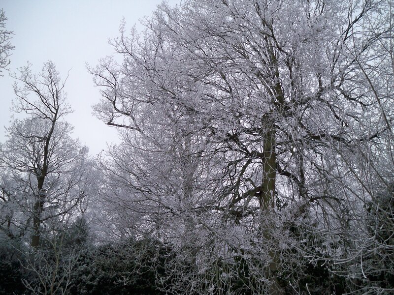 Frost-covered Trees — White, Cold, Winter, Photograph, Sky