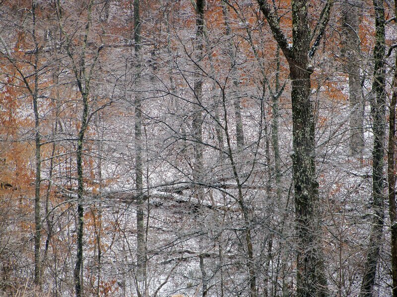 Frost-covered Trees — White, Cold, Winter, Photograph, Snow, Branches