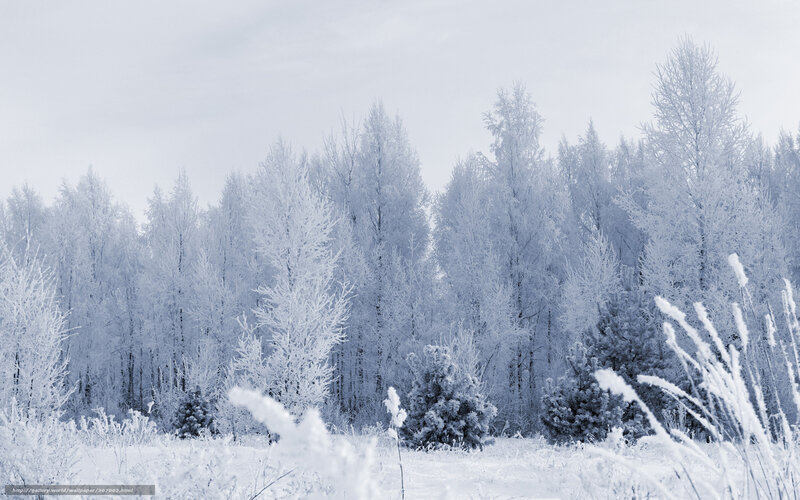 Frost-covered Trees — White, Cold, Winter, Photograph, Snow, Forest