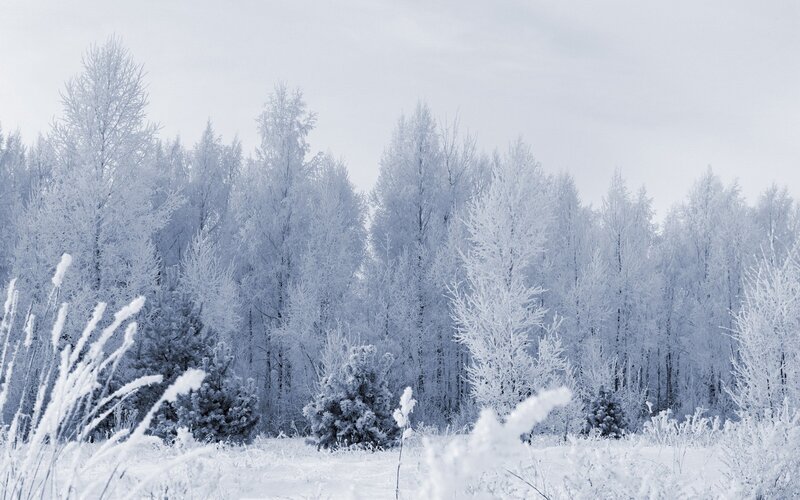 Frost-covered Trees — White, Cold, Winter, Photograph, Snow, Grass