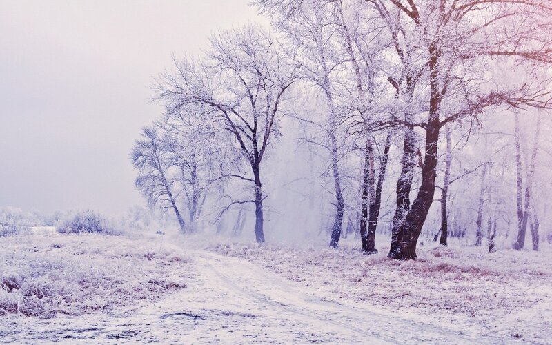 Frost-covered Trees — White, Cold, Winter, Photograph, Snow, Path