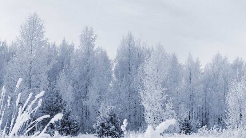 Frost-covered Trees — White, Cold, Winter, Photograph, Snow, Sky, Grass
