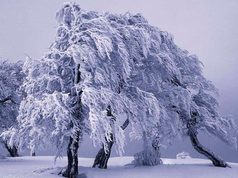 Frost-covered Trees — White, Cold, Winter, Photograph, Snow, Sky, Gray, Blue