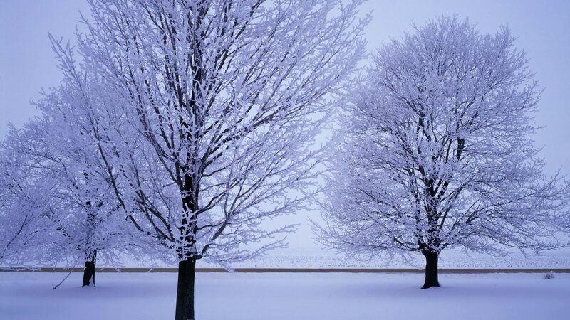 Frost-covered Trees — White, Cold, Winter, Photograph, Snow, Sky, Road