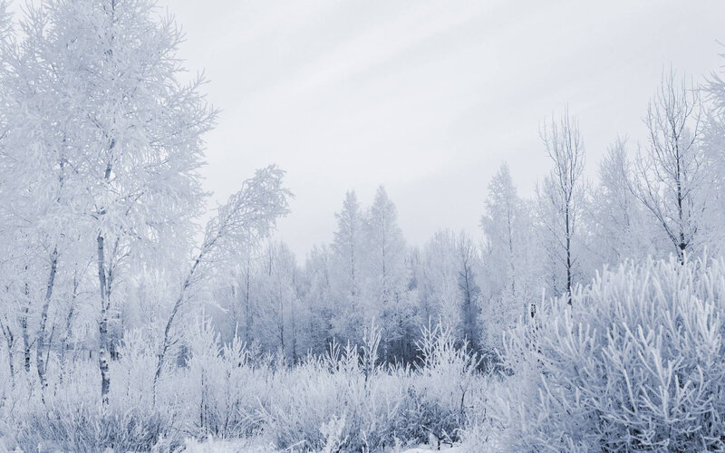 Frost-covered Trees — White, Cold, Winter, Photograph, Snow, Sky