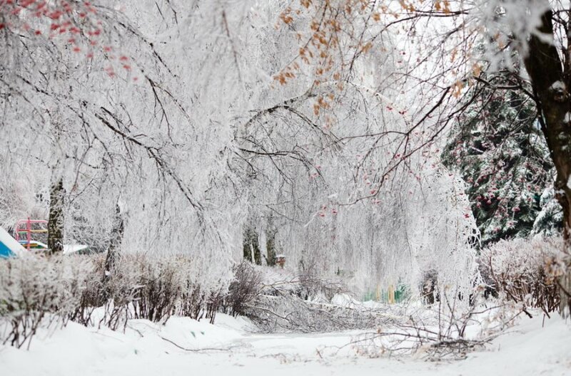 Frost-covered Trees — White, Cold, Winter, Photograph, Snow