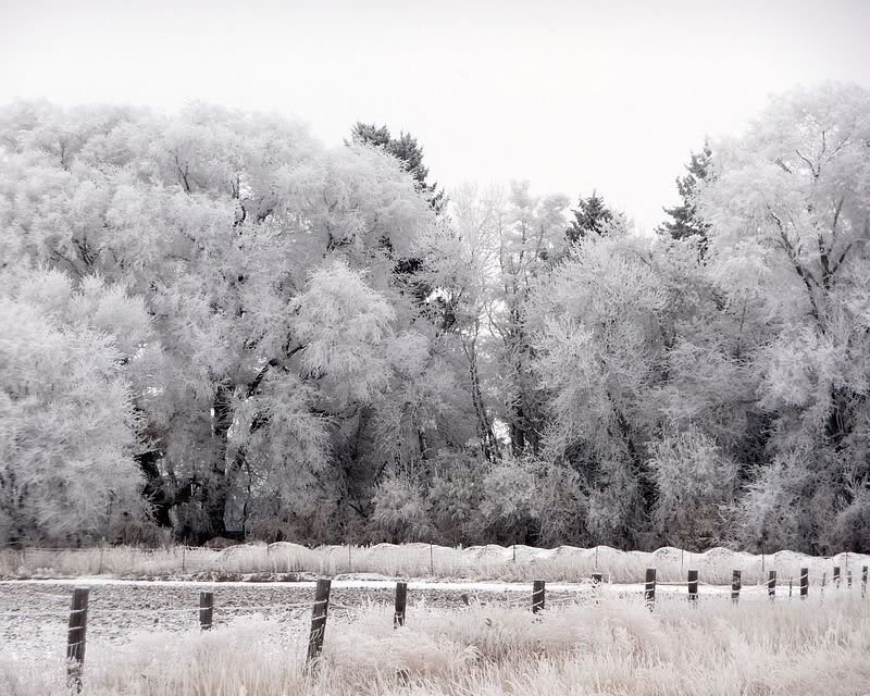 Frost-covered Trees — White, Cold, Winter, Photograph