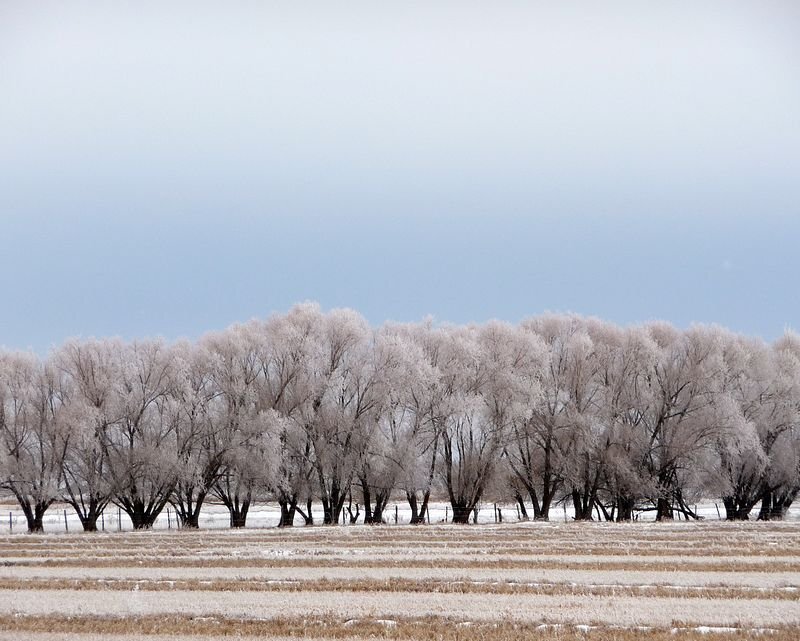Frost-covered Trees — White, Cold, Winter