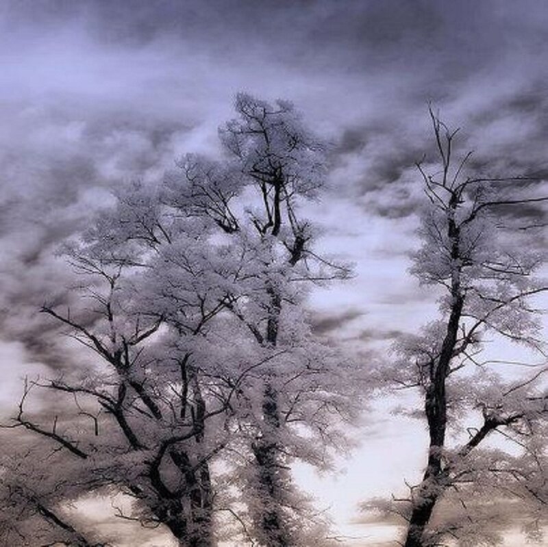 Frost-covered Trees — White, Dramatic