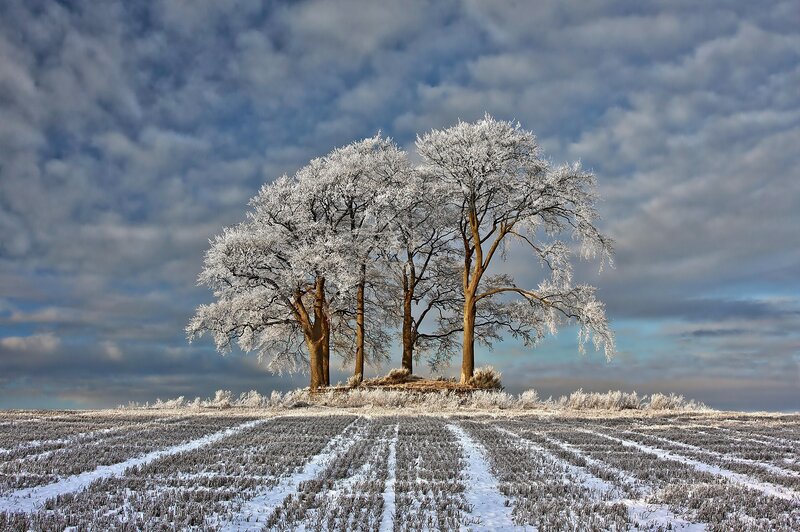 Frost-covered Trees — White, Dramatic, Winter, Photograph, Field