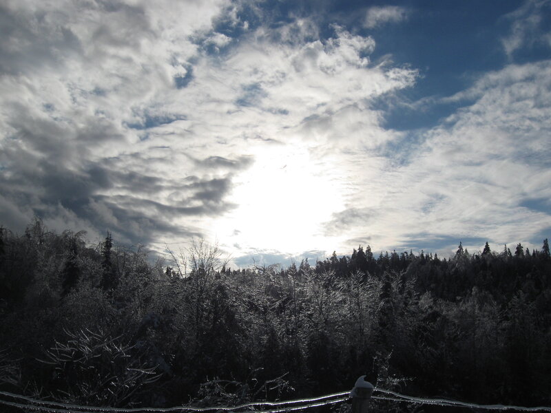 Frost-covered Trees — White, Dramatic, Winter, Photograph, Forest
