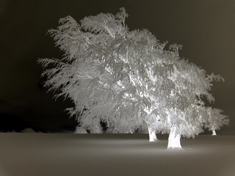 Frost-covered Trees — White, Dramatic, Winter, Photograph, Snow, Night Sky