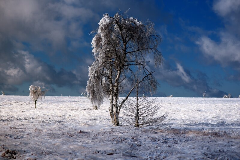 Frost-covered Trees — White, Dramatic, Winter, Photograph, Snow, Sky