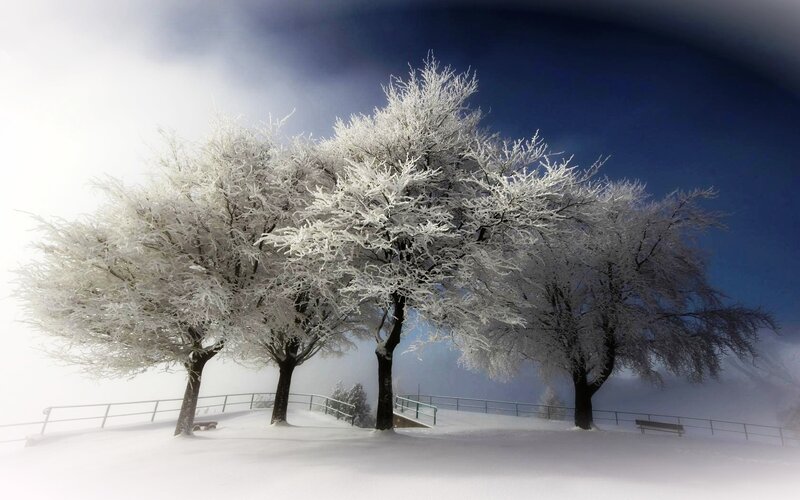 Frost-covered Trees — White, Dramatic, Winter, Photograph, Snow