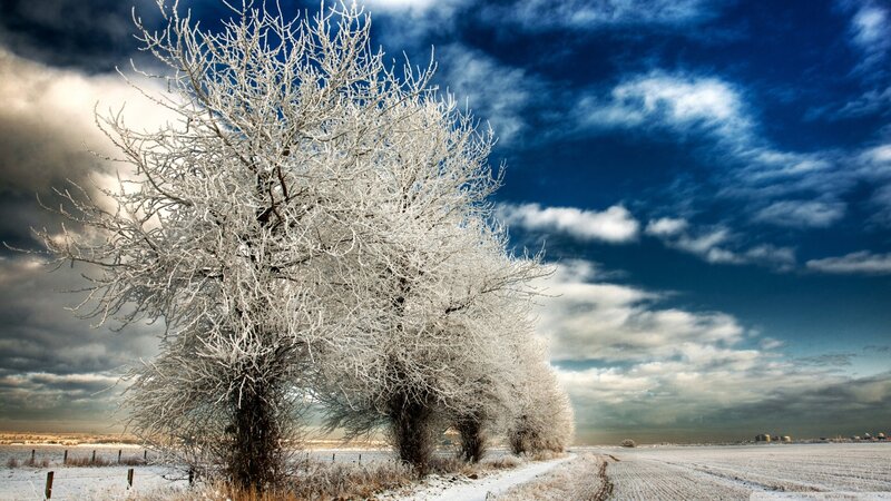 Frost-covered Trees — White, Dramatic, Winter, Photograph