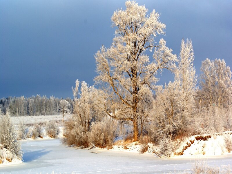 Frost-covered Trees — White, Dramatic, Winter