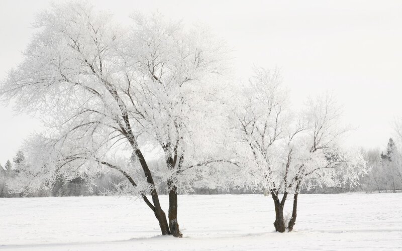 Frost-covered Trees — White, Field