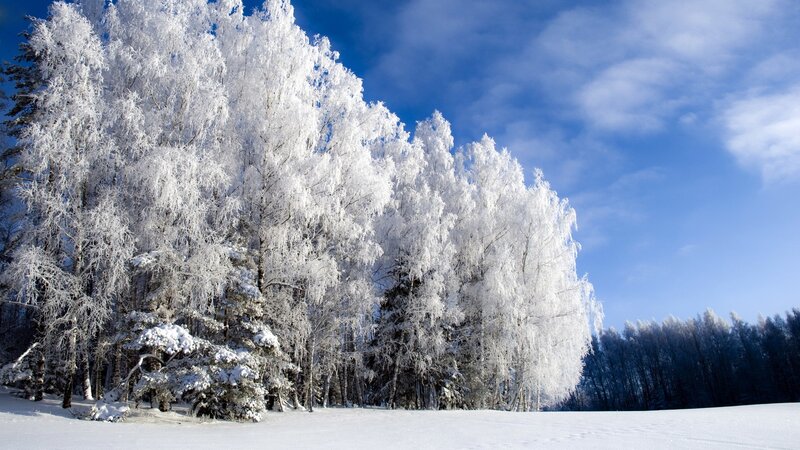 Frost-covered Trees — White, Forest
