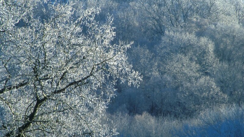 Frost-covered Trees — White, Frost