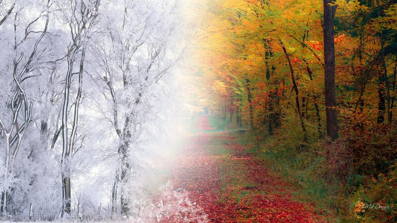 Frost-covered Trees — White, Serene, Autumn