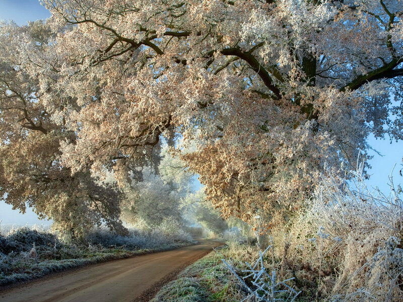 Frost-covered Trees — White, Serene, Morning