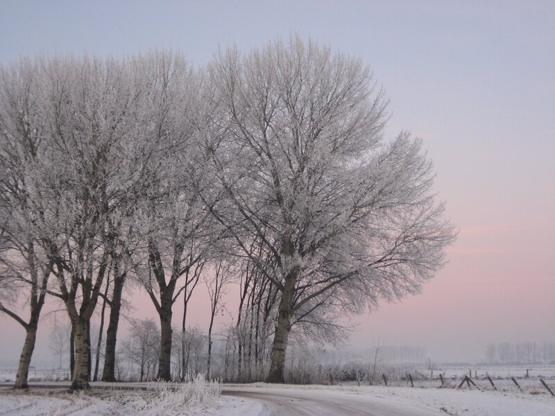 Frost-covered Trees — White, Serene