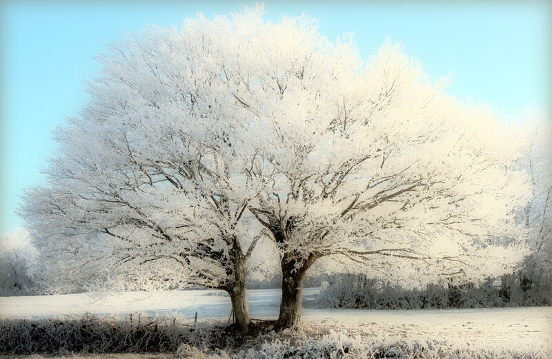 Frost-covered Trees — White, Serene, Winter, Photograph, Field